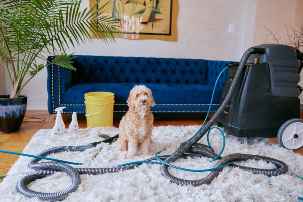 Pet Stain & Odor Removal Services: Restoring Freshness and Hygiene in Your Home